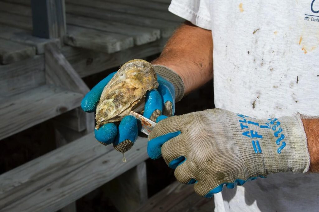 best oyster knives